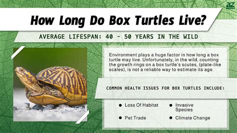 How Long Do Box Turtles Live As A Pet? - RideAble