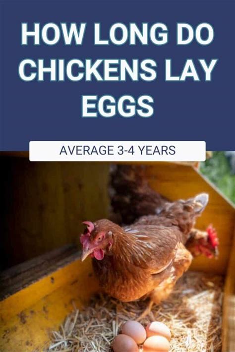 How Long Do Chickens Lay Eggs? - cs-tf.com