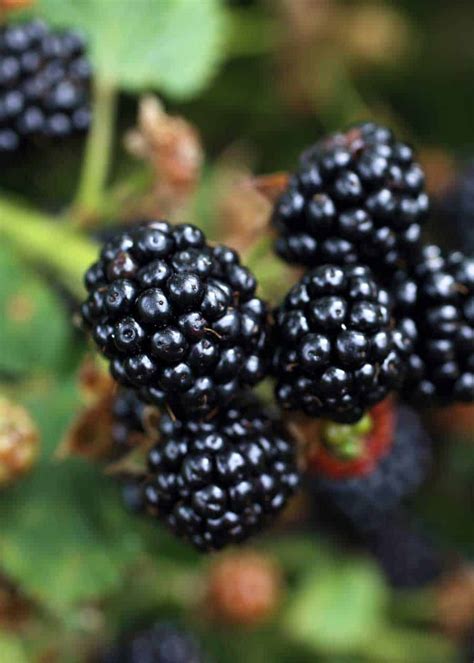 How Long Do Frozen Blackberries Last? - StillTasty