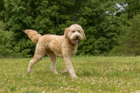 How Long Do Goldendoodles Live? (Average Lifespan …