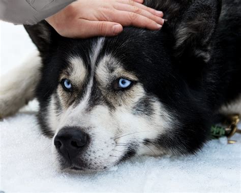 How Long Do Huskies Live - Husky Lifespan 101 - Tindog