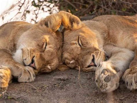 How Long Do Lions Sleep a Day? • Support Wild