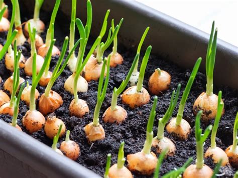 How Long Do Onions Take To Grow From Seed? (Detailed Guide)