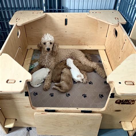 How Long Do Puppies Stay In Whelping Box