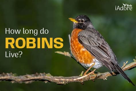 How Long Do Robins Live? Do Robins Mate For Life?