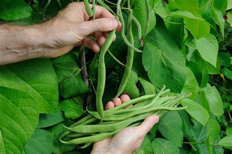 How Long Do Runner Beans Last After Being Picked?