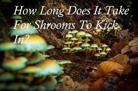 How Long Do Shrooms Take to Kick In? • Stoners Rotation