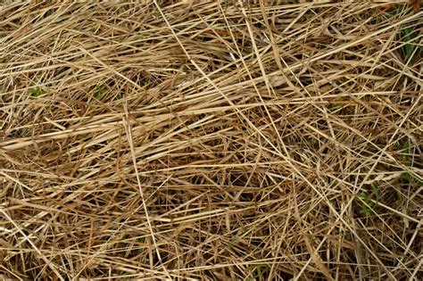 How Long Do You Leave Hay On New Grass Seed? Obsessed Lawn