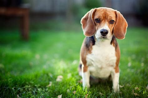 How Long Does A Beagle Live? - The Pet Town