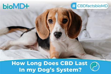 How Long Does Cbd Last In Dogs