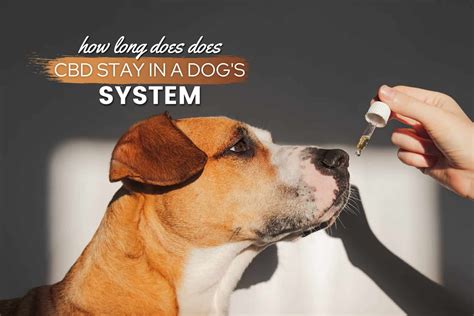 How Long Does Cbd Stay In Dog System