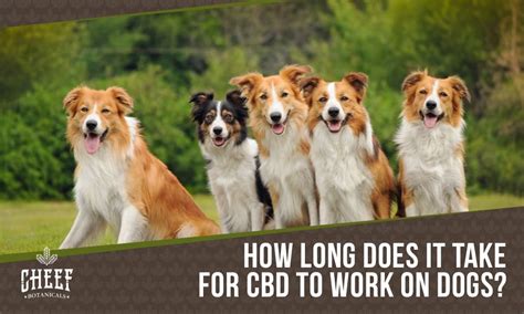 How Long Does Cbd Take To Work On My Dog