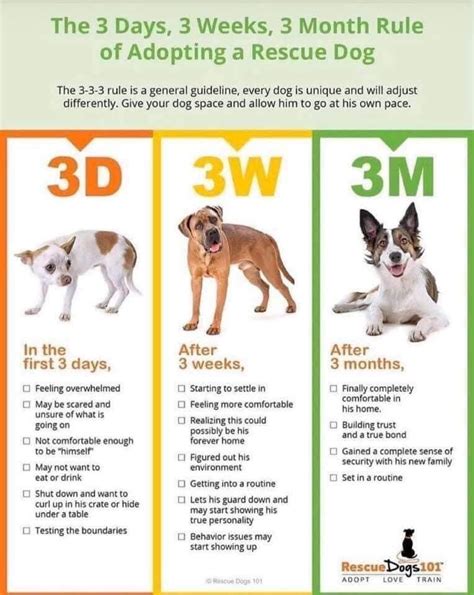 How Long Does Dog Adoption Take? (Facts, & FAQ) Pet Keen