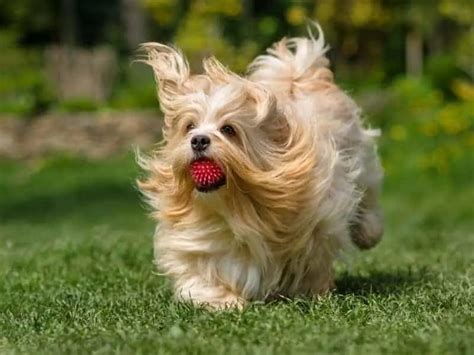 How Long Does Havanese Hair Grow? (Explained!)