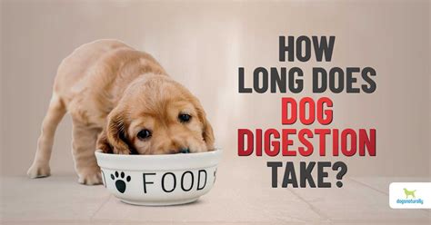 How Long Does It Take a Dog to Digest Food? - The Spruce Pets