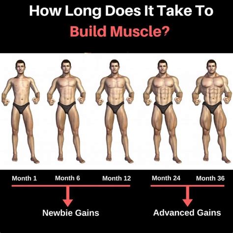 How Long Does It Take to Build Muscle 