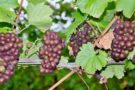 How Long Does it Take Grapes to Grow?