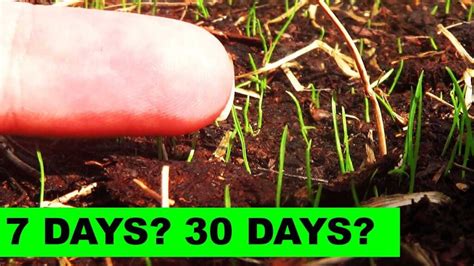 How Long Does it Take for Kentucky Blue Grass to Germinate?