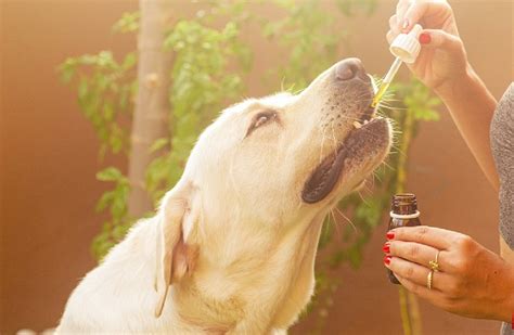 How Long For Cbd Oil To Kick In For Dog