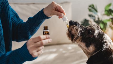 How Long For Cbd To Work In Dogs