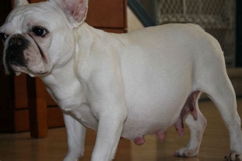 How Long Is A French Bulldogs Pregnancy? BulldogsRule