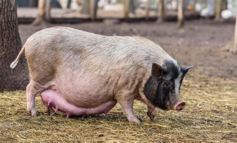 How Long Is A Pig Pregnant? - Pets