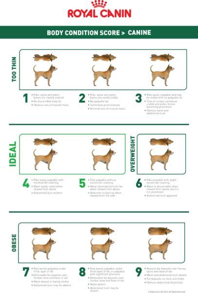 How Long Is The Recovery Time For Neutering A Dog