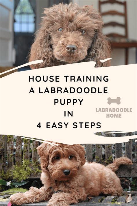 How Long To House Train A Labradoodle Puppy
