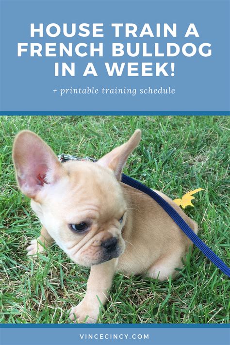 How Long To House Train French Bulldog Puppy