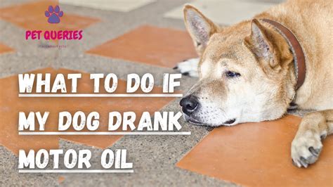 How Long To Leave Motor Oil On Dog? New Update