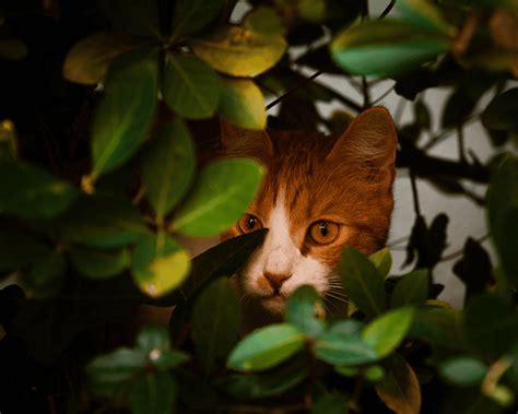 How Long Will A Cat Hide If They’re Scared? What You Need To …