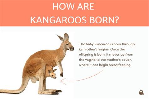 How Many Babies Can A Kangaroo Have? – Thelma Thinks