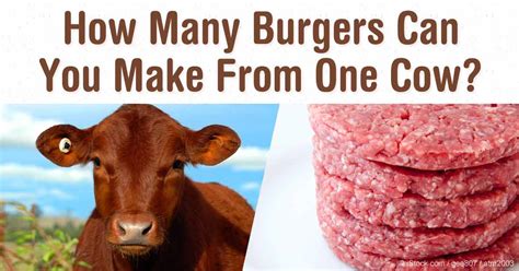 How Many Burgers Can A Cow Make - All Animals Guide