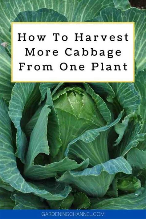 How Many Cabbages Per Plant? - My Heart Lives Here