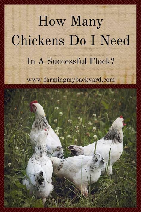 How Many Chickens Do I Need In A ... - Farming My Backyard