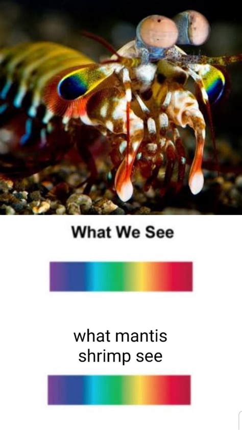 How Many Colors Can Shrimp See? (Solved) - Portuguese …