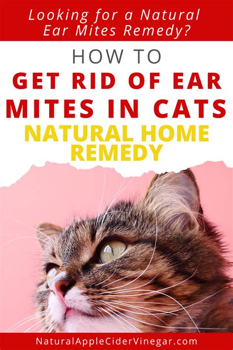 How Many Days Do You Treat Ear Mites In Cats? - Pest Keen