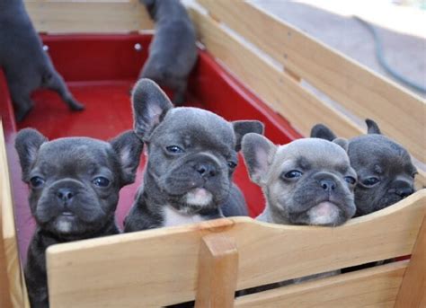 How Many French Bulldog Puppies In A Litter