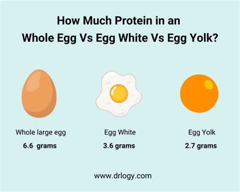 How Many Grams of Protein in Egg