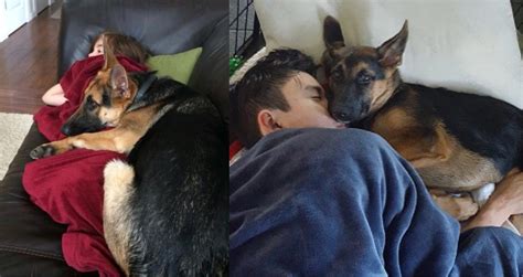 How Many Hours German Shepherd Puppy Sleep