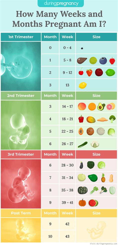 How Many Months Are In 28 Weeks? - Calculat