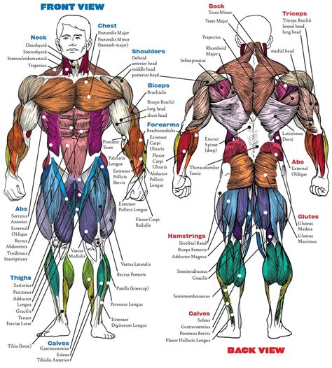 How Many Muscles Are in the Human Body? Plus a Diagram