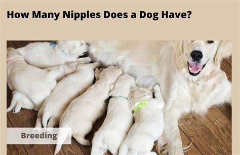 How Many Nipples Does a Dog Have? The Honest Answer