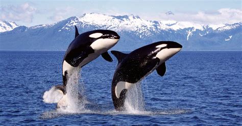 How Many Orcas Are Left In The Wild? - Da Pet Blog