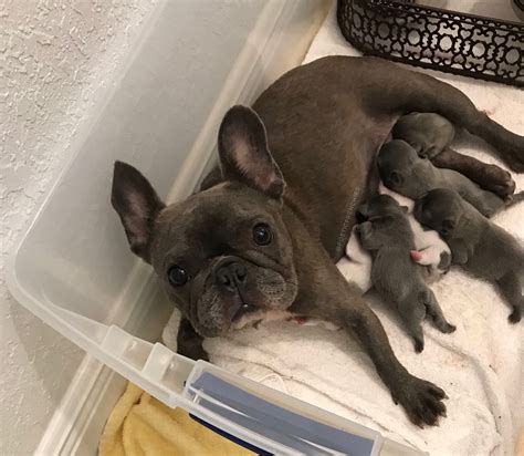 How Many Puppies Are In A French Bulldog Litter