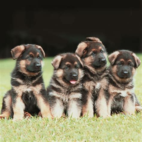 How Many Puppies Are In A German Shepherd Litter