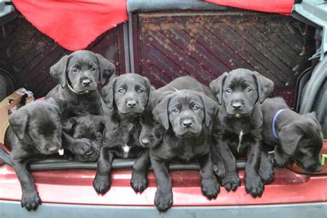 How Many Puppies Can A Labrador Have