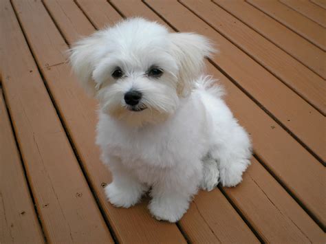 How Many Puppies Can A Maltese Poodle Have