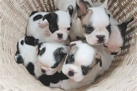 How Many Puppies Do French Bulldogs Usually Have