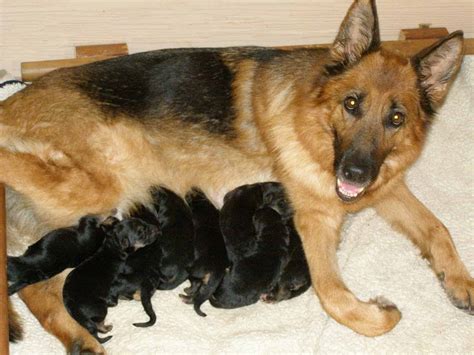 How Many Puppies Do German Shepherds Have First Litter